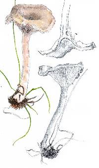 Clitocybe rivulosa image