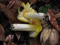 Hygrocybe acutoconica image