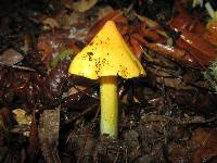 Hygrocybe acutoconica image