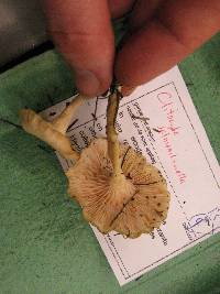 Clitocybe salmonilamella image