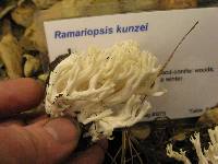 Ramariopsis kunzei image