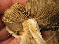 Inocybe maculata image