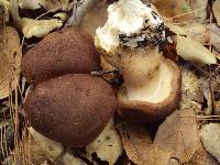 Tricholoma imbricatum image