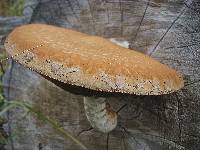 Hemipholiota populnea image