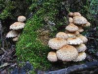 Pholiota squarrosa image