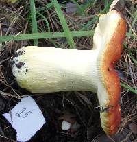 Russula aurea image