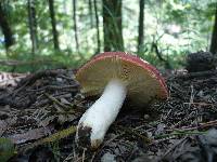 Russula amarissima image