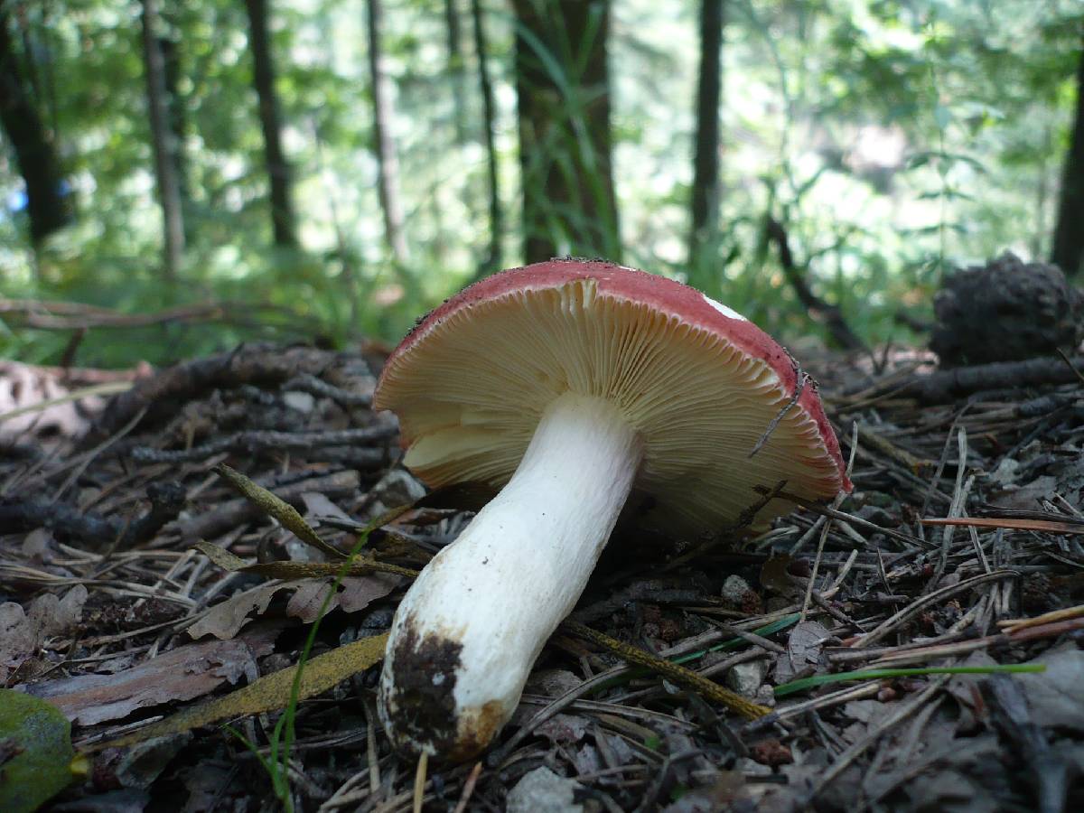 Russula amarissima image
