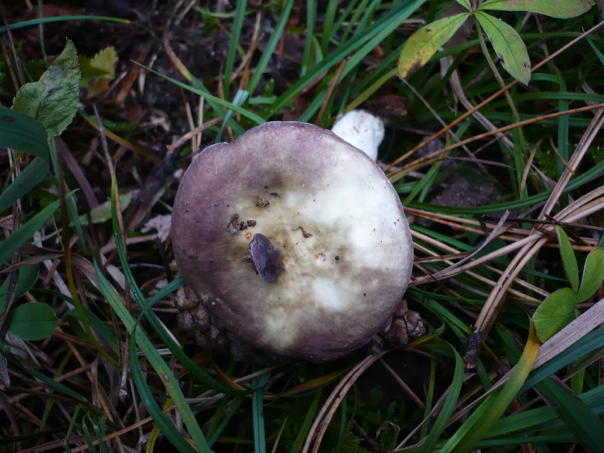 Russula atrorubens image