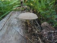 Pluteus petasatus image