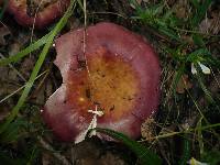 Russula decipiens image