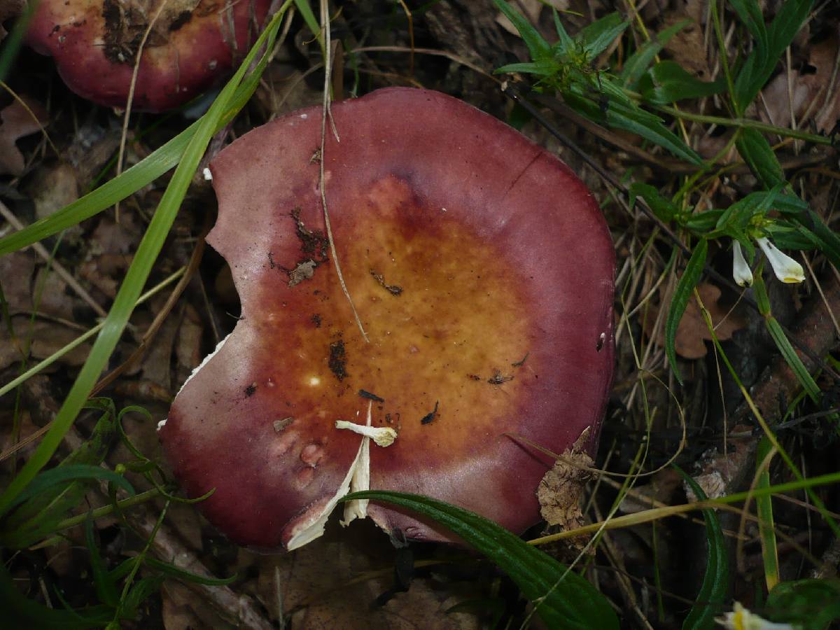 Russula decipiens image