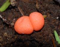 Lycogala epidendrum image