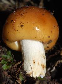 Russula novae-zelandiae image