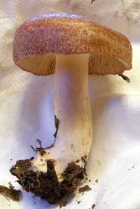 Tricholomopsis rutilans image