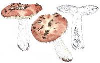 Russula maculata image