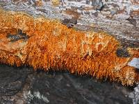 Pycnoporellus alboluteus image