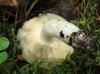 Russula claroflava image