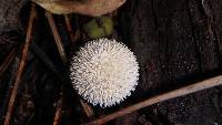 Lycoperdon curtisii image