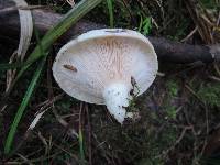 Lactarius controversus image