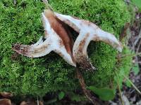 Tricholoma ustale image