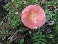 Russula paludosa image