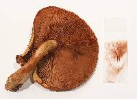 Pholiota multifolia image