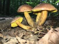 Aureoboletus innixus image