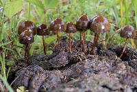 Psilocybe coprophila image