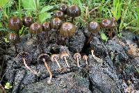 Psilocybe coprophila image