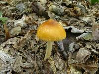 Amanita pseudocrocea image