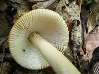 Amanita pseudocrocea image