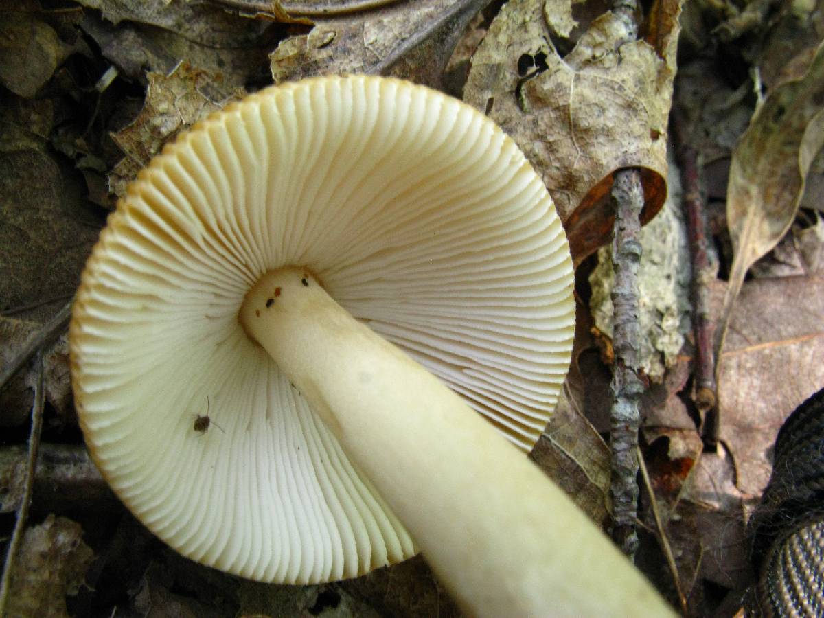 Amanita pseudocrocea image