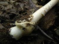 Amanita pseudocrocea image