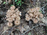 Armillaria solidipes image