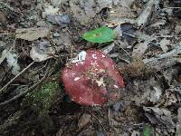 Russula vinacea image