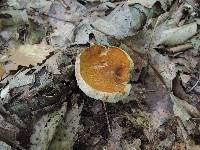 Gyroporus castaneus image
