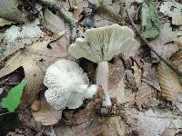 Lactarius cinereus image