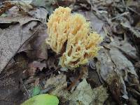 Ramaria formosa image