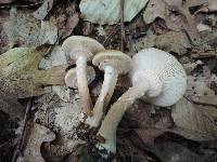 Armillaria solidipes image