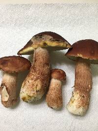 Boletus subcaerulescens image