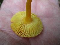 Hygrocybe reidii image