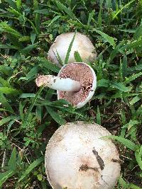 Agaricus andrewii image