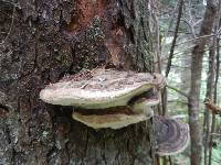 Fomitopsis ochracea image