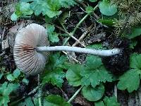 Pluteus podospileus image