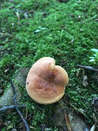 Lactifluus hygrophoroides image