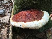 Fomitopsis mounceae image