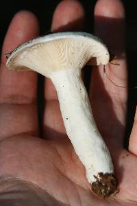 Lactarius piperatus image