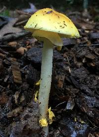 Amanita elongata image