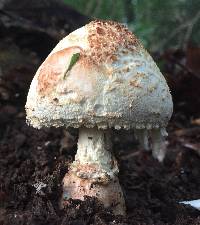 Amanita daucipes image